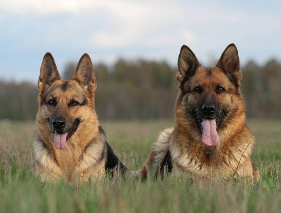two german shepherds lay in a grass image-4664